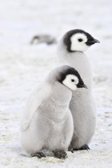 Obraz premium Emperor Penguin chicks in Antarctica