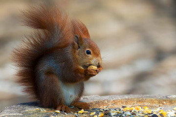 Hungry European red squirrel 