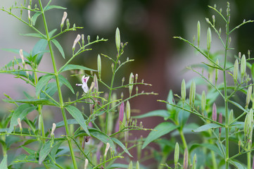 Fototapeta na wymiar Herb plant anti virus,Andrographis paniculata plant