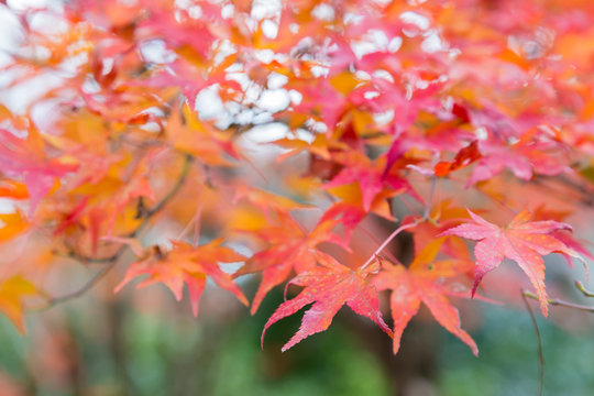 Red maple leaf on the tree during autumn season, natural landscape background