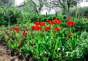 Obraz premium Flowering tulips on a flowerbed in a garden in the spring