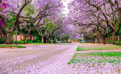 Jacaranda's