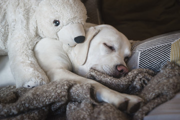 Junger weißer müder labrador retriever hund schläft im bett mit bär als kuscheltier