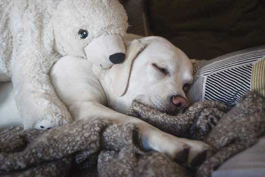 Junger Weisser Muder Labrador Retriever Hund Schlaft Im Bett Mit Bar Als Kuscheltier Stock Photo Adobe Stock