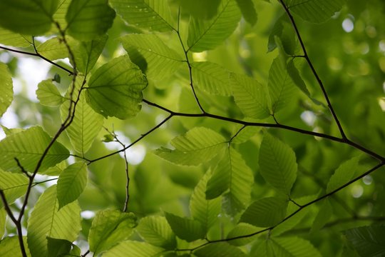 Fresh alder leaf background, view from below the tree