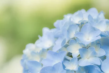 Crédence de cuisine en verre imprimé Hortensia 紫陽花（あじさい）の青い花