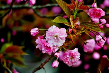 Blüte der Japankirsche
