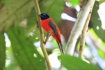 Scarlet-rumped trogon (Harpactes duvaucelii) in Sabah, Borneo