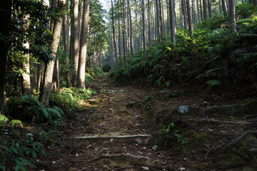 Ancient pilgrimage routes in Kumano, Japan