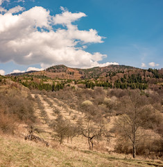 Old abandoned apple orchard