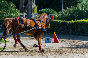 Attelage, dressage, maniabilité.