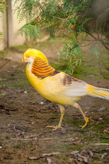 Golden pheasant Chrysolophus pictus