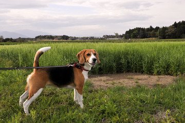 栃木のビーグル犬　