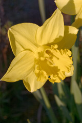 Jonquille en gros plan