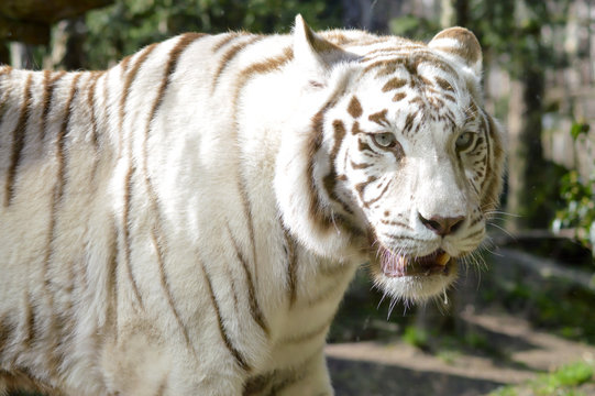 Look of a white Tiger