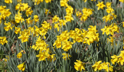 Fototapeta premium Narzissenblüte (Narcissus Pseudonarcissus)