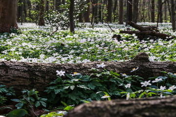 Fr&uuml;hling im Wald