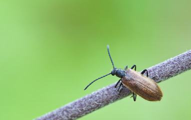 Brown Bug