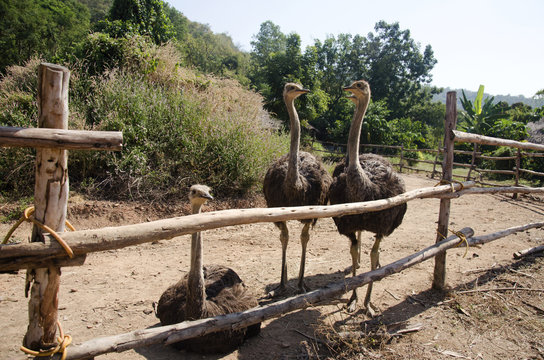 Ostriches or common ostrich or Struthio camelus relax in farm at outdoor