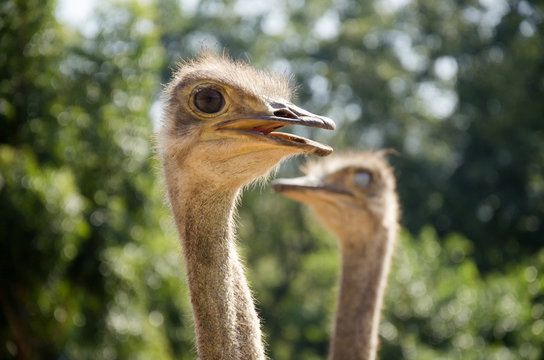 Ostriches or common ostrich or Struthio camelus relax in farm at outdoor