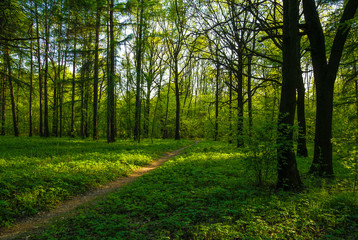 spring birch grove