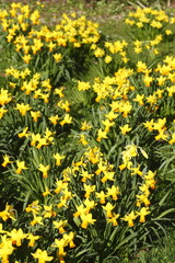 Narzissenblüte  (Narcissus Pseudonarcissus)