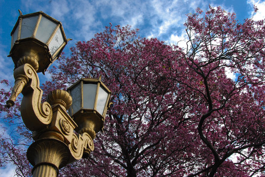Lapachos in Bloom