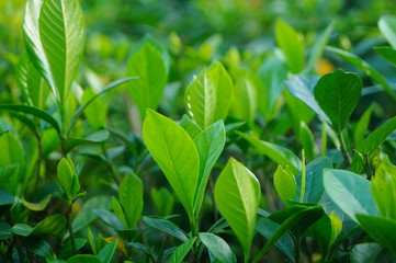 The landscape of the green plant leaves in the garden.