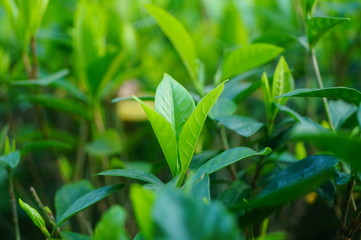 The landscape of the green plant leaves in the garden.