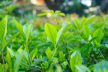The landscape of the green plant leaves in the garden.