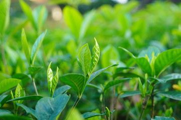 The landscape of the green plant leaves in the garden.