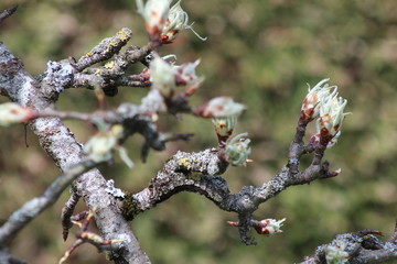 Birnenknospen an einem Ast