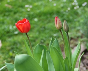 Rote Tulpen blühen auf