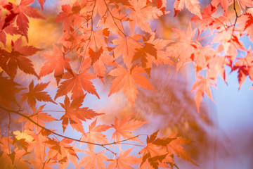 Fototapeta na wymiar 朝陽に照らされる紅葉