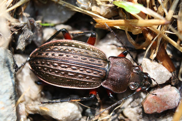 Ground beetle – beautiful bronze bug
