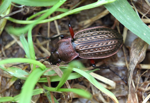 Ground beetle &ndash; beautiful bronze bug
