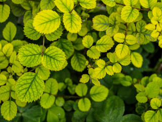 green leaf background