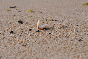 Coquillage de la Baltique, Lettonie