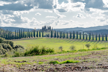 Obraz premium trees and houses in the green hills of Tuscany in spring