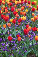 Fototapeta premium Colorful tulips in a flowerbed