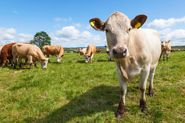 Fototapeta na wymiar Close-up of a cow in a meadow
