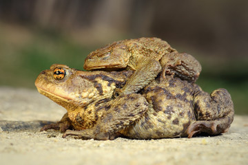 brown common toads mating in spring