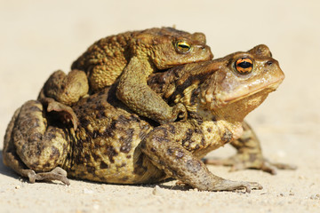 brown toads mating in spring