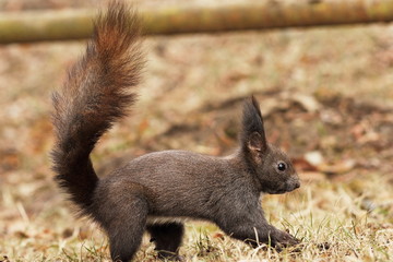 Naklejka na ściany i meble cute squirrel in the park