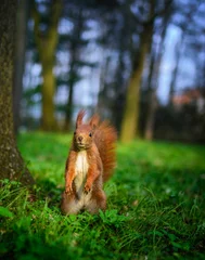 Foto auf Acrylglas A happy red squirrel standing in the grass with spring trees in the background © surprisemeseptember