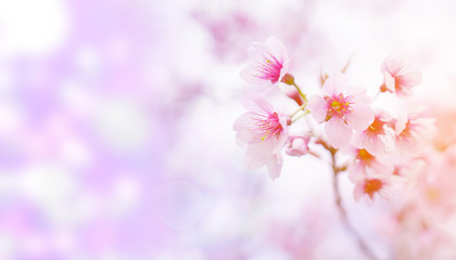 Spring flowers background. pink blossom