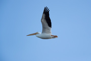 Fototapeta na wymiar American white pelican