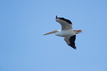 American white pelican