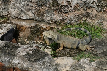 Green (American) Iguana sitting among the rocks