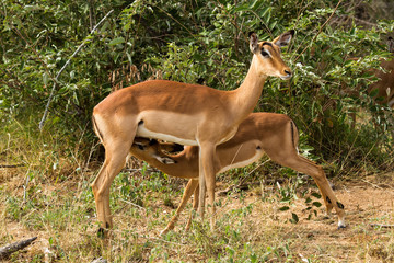 Impala mother with suckling young